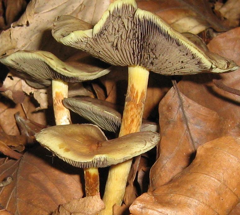 Escursione a Limestre e funghi da identificare